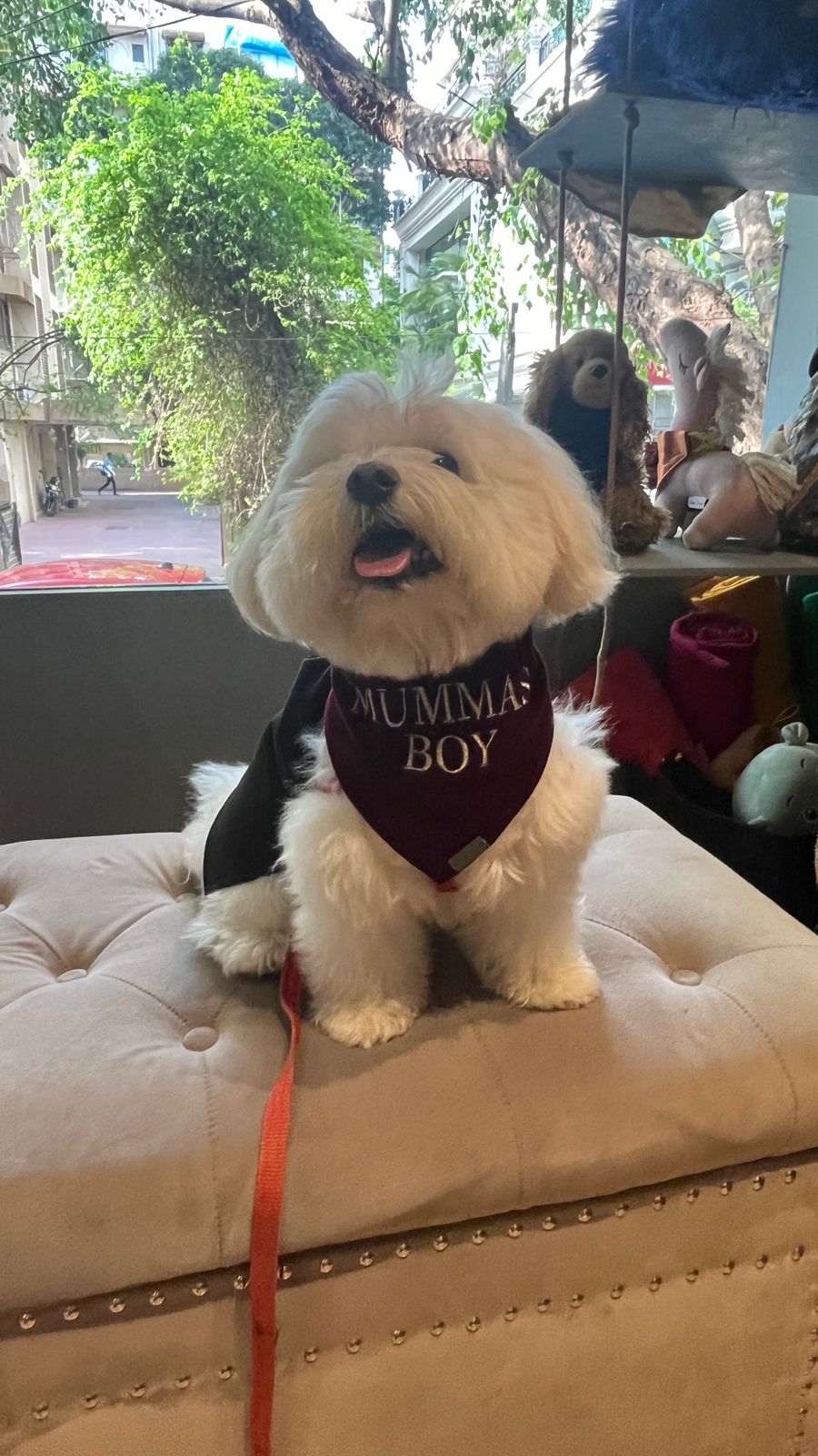 All Custom Pet Fashion & Designer Pet Wear - Mumbai