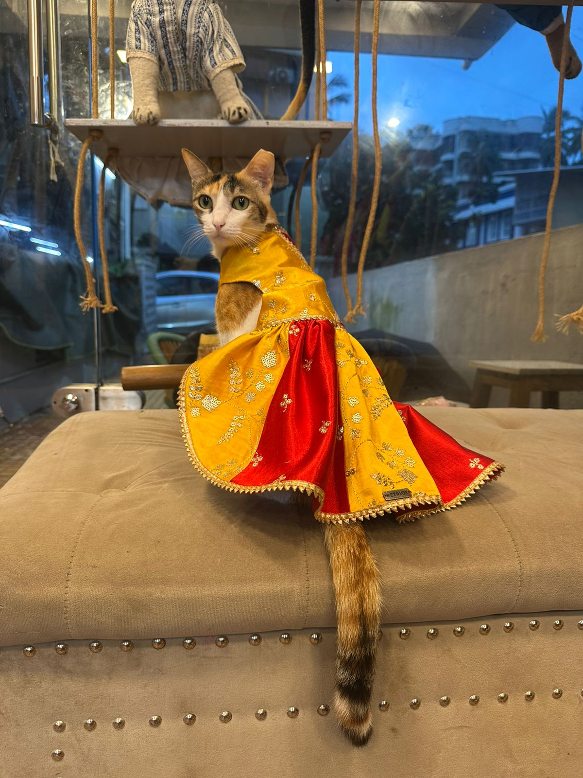 Custom Pet Fashion & Designer Pet Wear - Mumbai